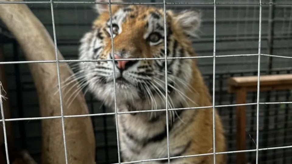 Фото: прокуратура Московской области