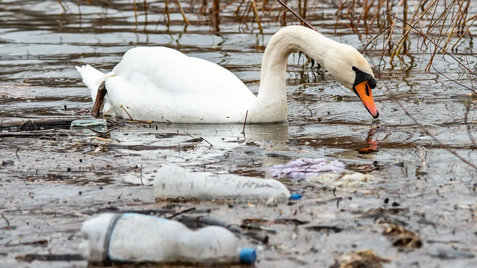 Фото: istockphoto.com/nedomacki