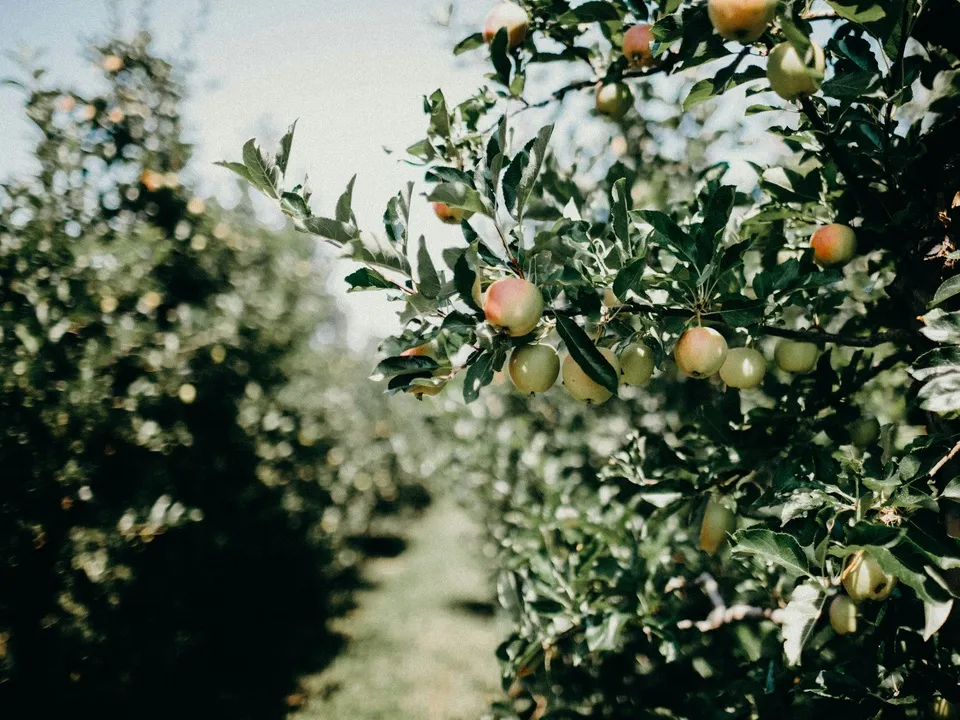 Фото: unsplash.com