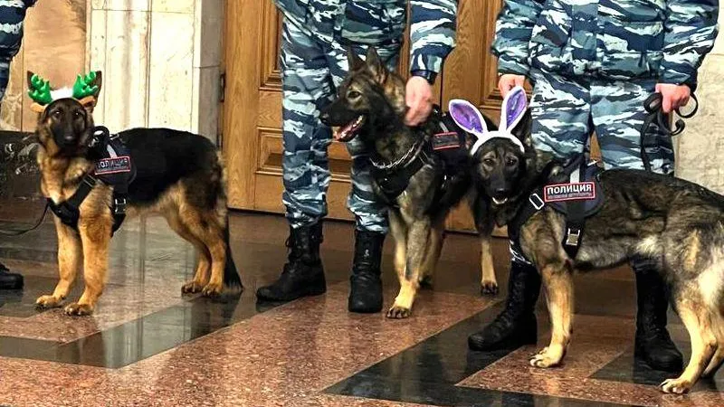 Служебные собаки Московского метрополитена превратились в оленя и зайца