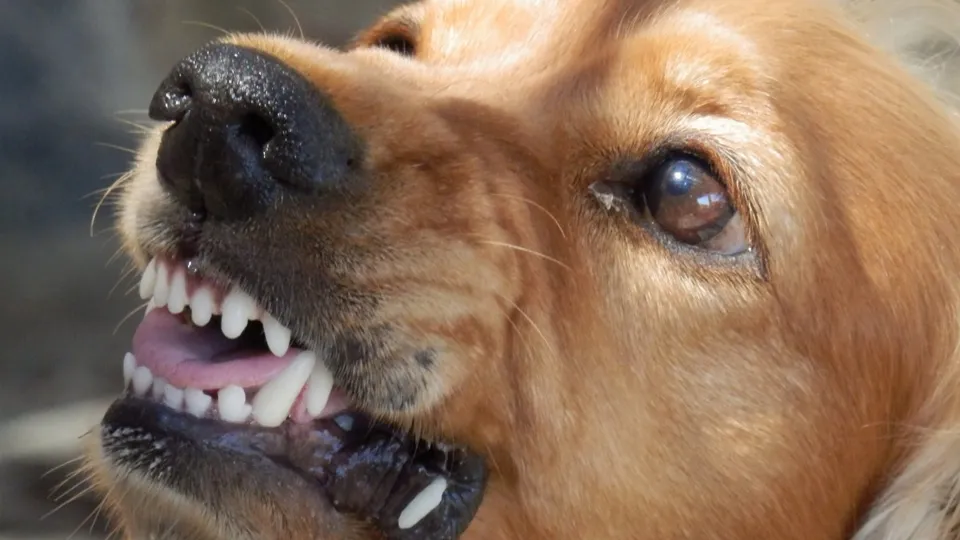 Фото: pxhere.com