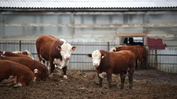 Земельный участок выделили в Подмосковье под производство мраморной говядины
