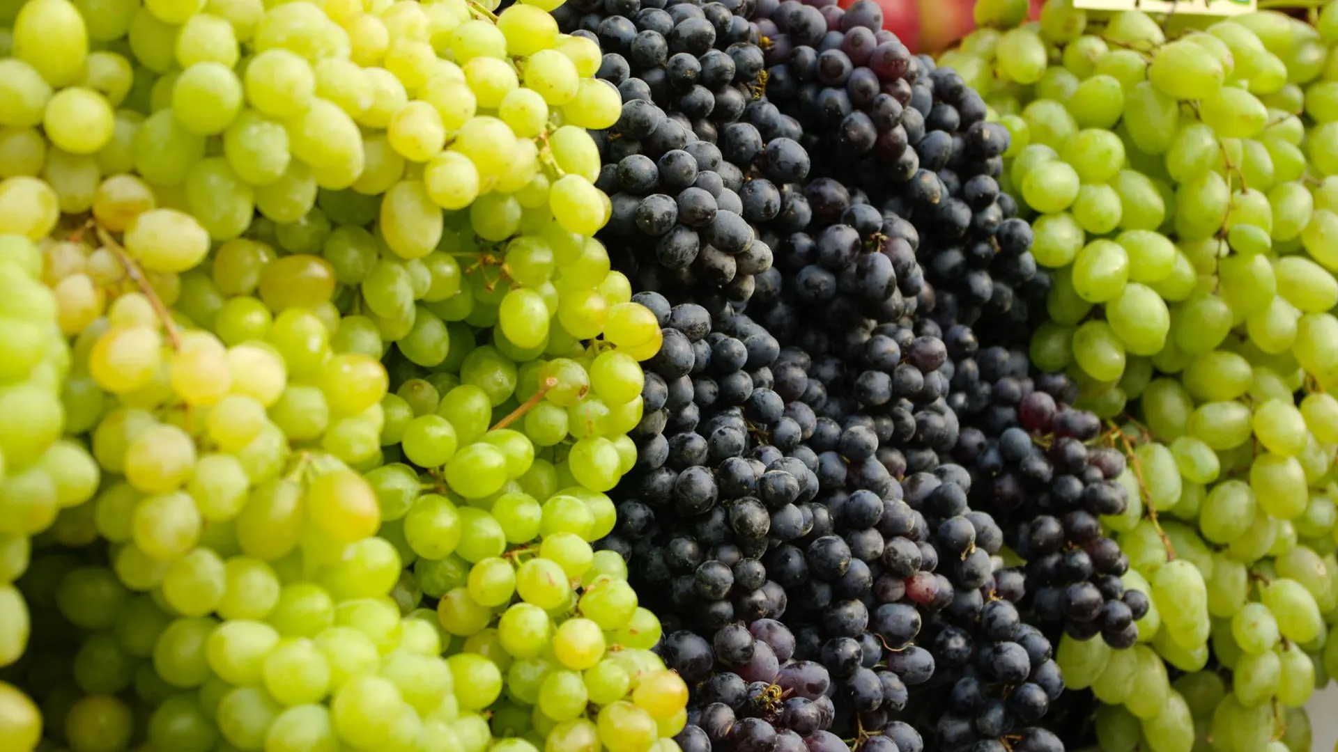 Более 720 млн рублей выделили из бюджета на стимулирование виноградарства и виноделия в Крыму с начала года