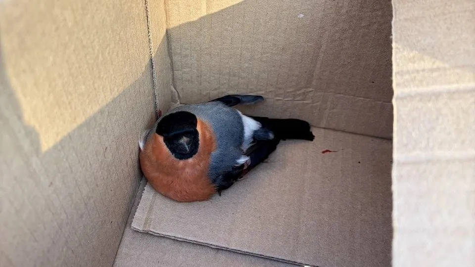 Комитет лесного хозяйства Московской области