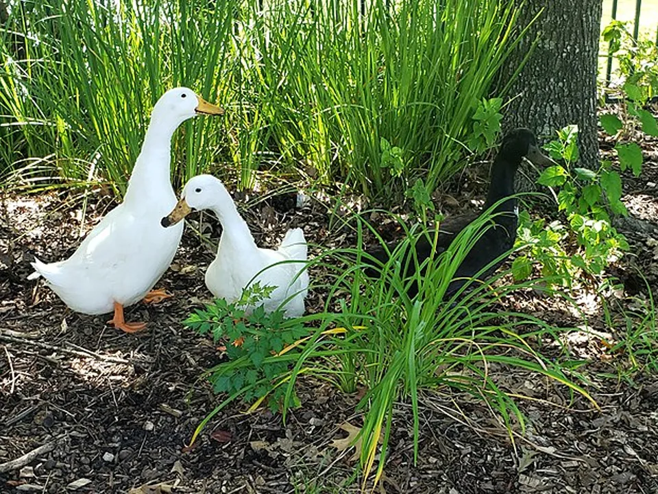 Фото: commons.wikimedia/Marcia Barnett