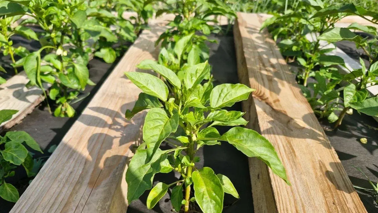 REGIONS/Наталья Надточая