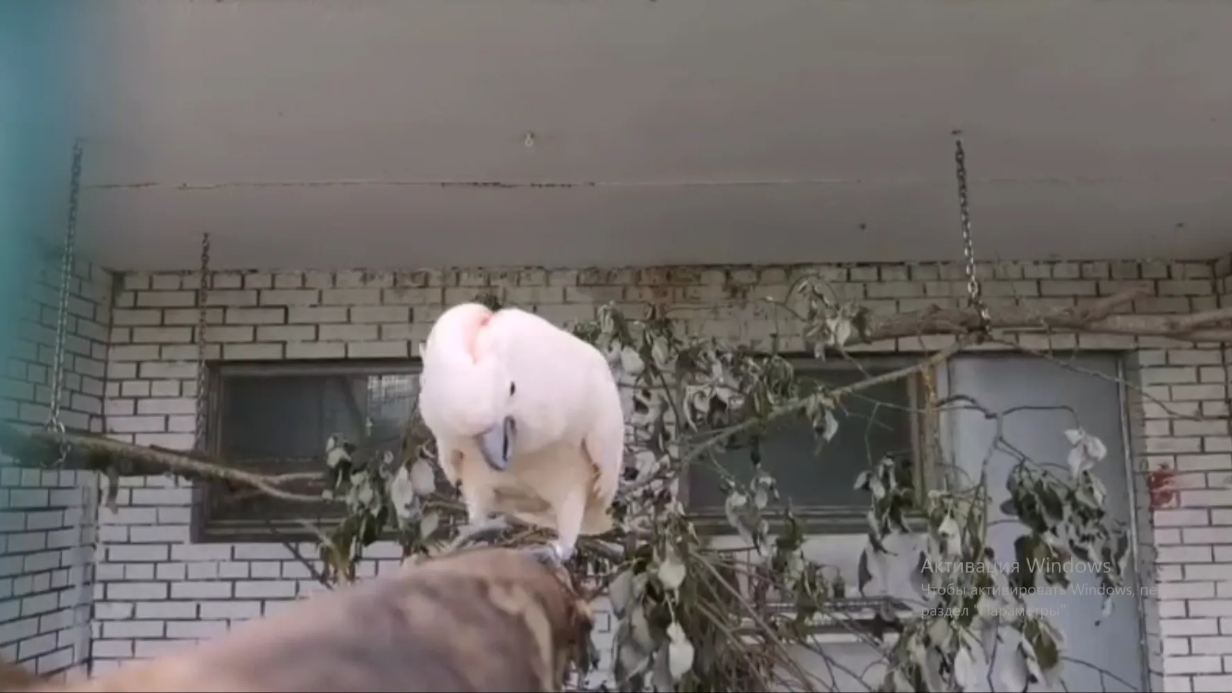 Фото: t.me/rare_animals_zoo