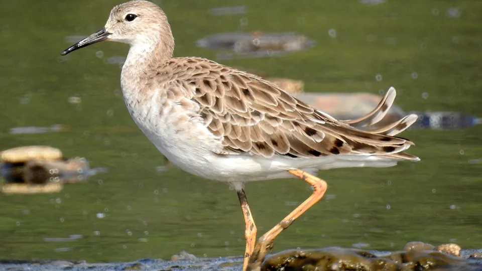 Фото: сommons.wikimedia/Dr. Raju Kasambe