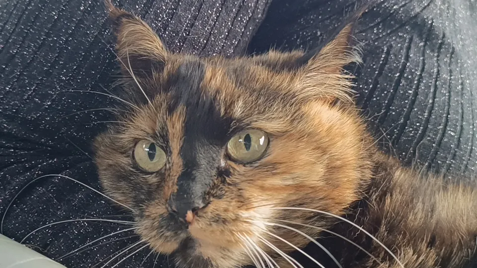 Фото: пресс-служба администрации г.о. Волоколамск