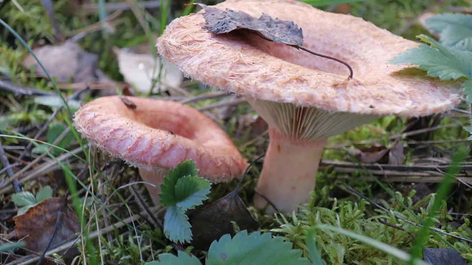 Фото: медиасток.рф