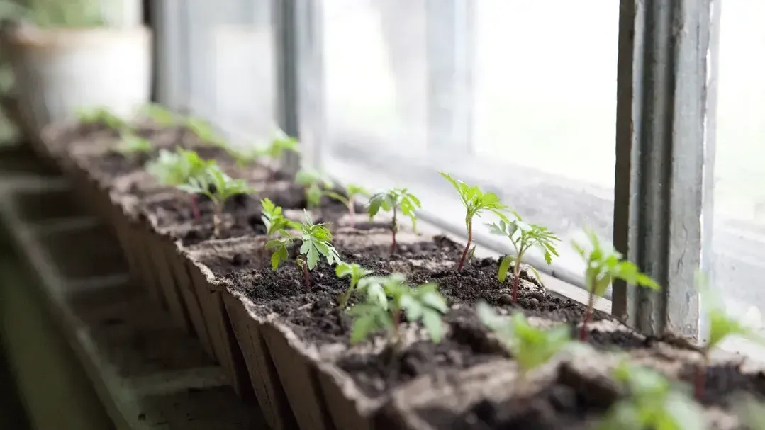 медиасток.рф