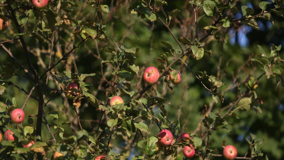 Фото: Владимир Лебедев