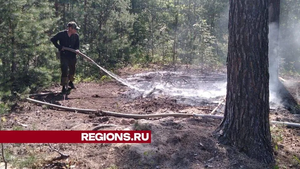 Фото: Комитет лесного хозяйства Московской области