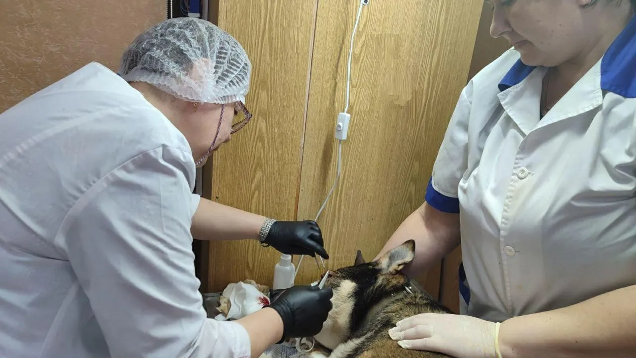 Фото: Министерство сельского хозяйства и продовольствия Московской области