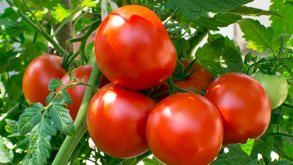 Фото: istockphoto.com