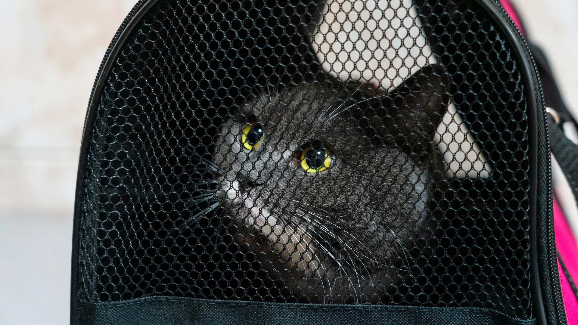 Кота несут в переноске на прием к ветеринару в Истринскую ветеринарную станцию