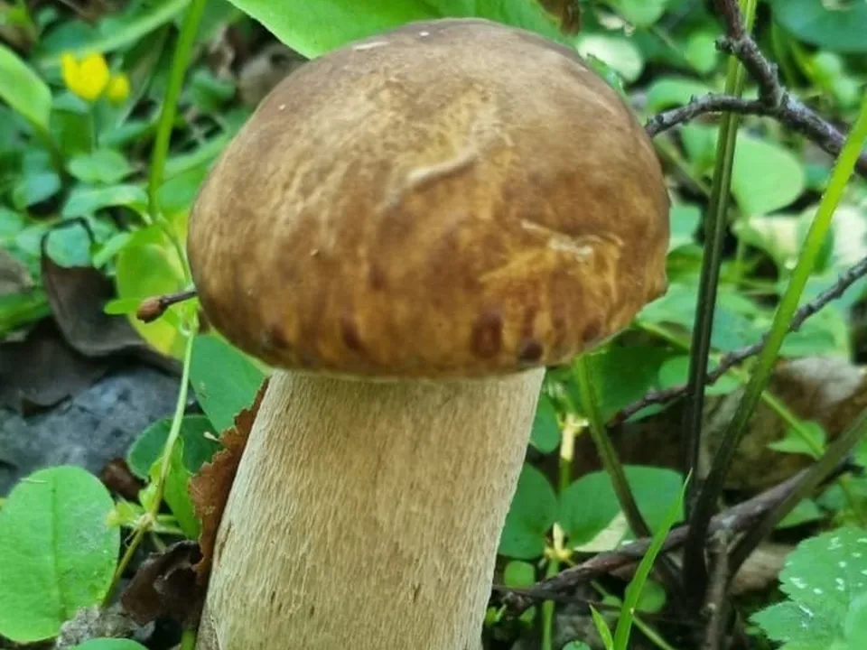 Фото: vk.com/Серебряные Пруды - городской портал