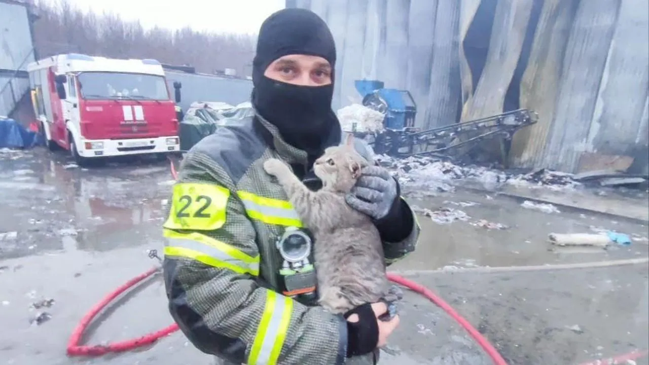 Спасатель из Подмосковья приютил котенка, который чуть не сгорел во время пожара в Дзержинском