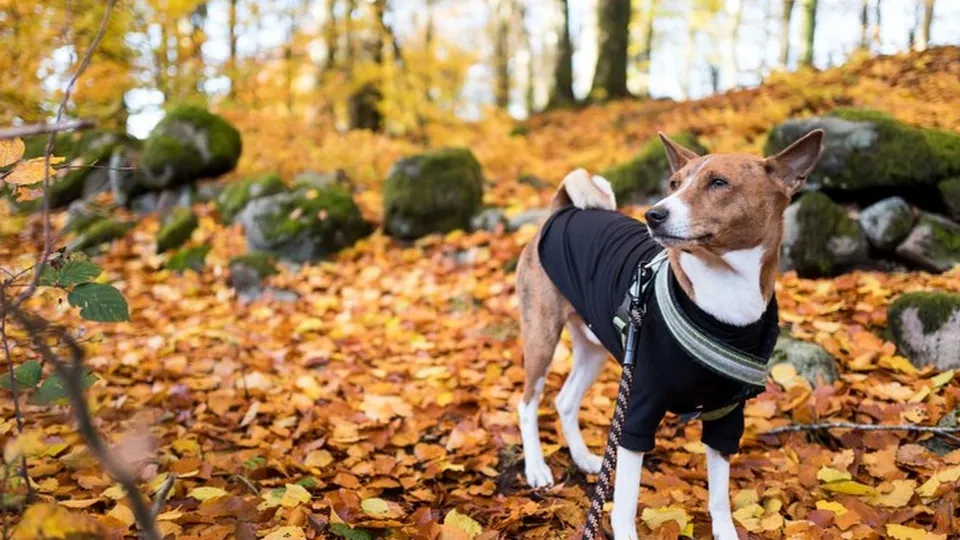 Фото: freepik.com