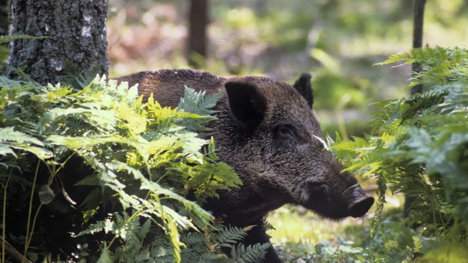 Фото: РИА Новости/Андрей Соломонов