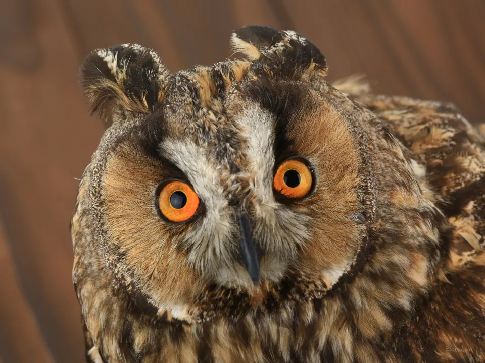 Фото: istockphoto.com/bazilfoto