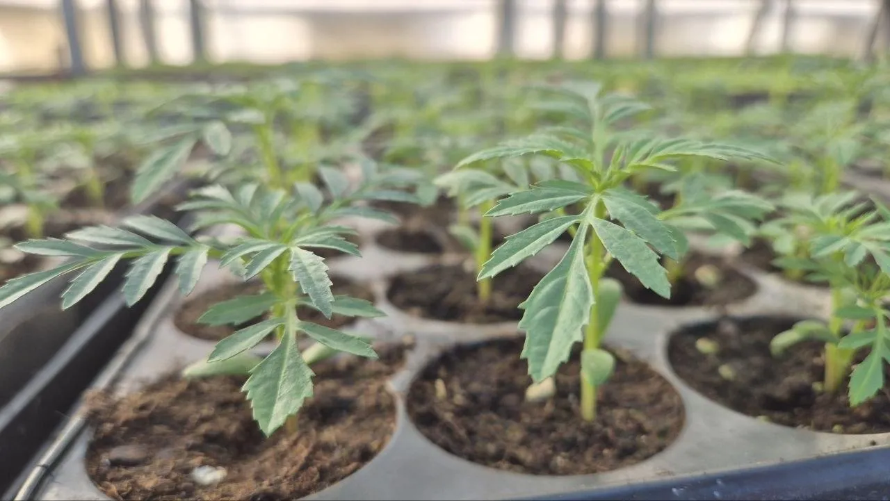 администрация городского округа Дубна