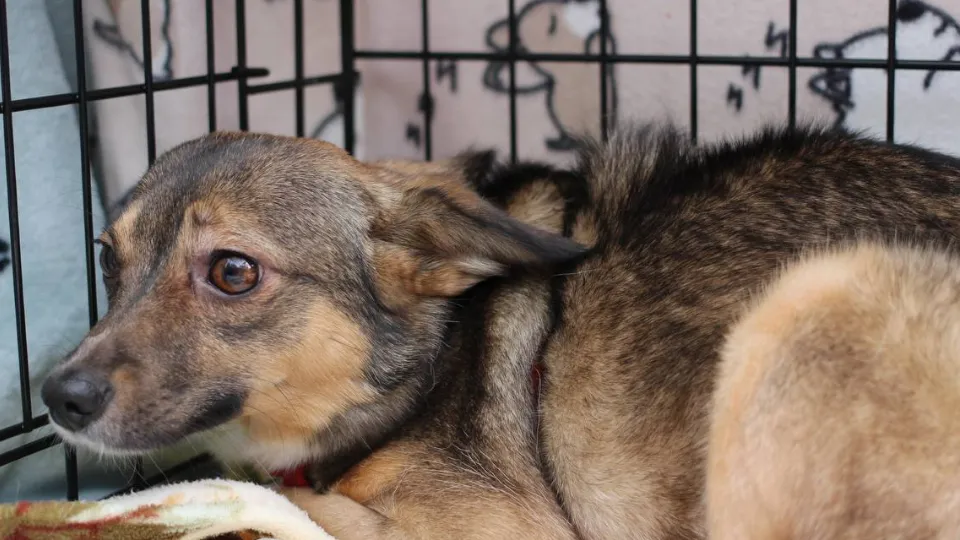 Фото: t.me/vidnye_martinci