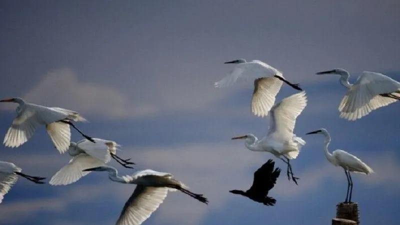 В одинцовском памятнике природы цапель заменили лазоревки, чайки, ремезы и выдры