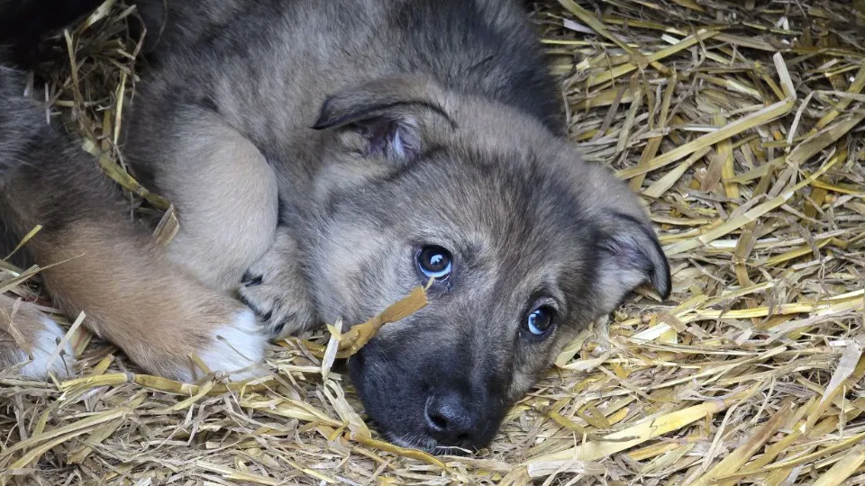 Фото: МедиаБанк Подмосковья/Яна Шаливская