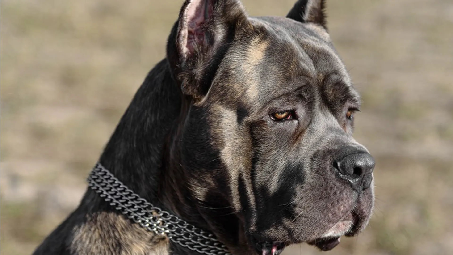 Фото: istockphoto.com/Anton Pentegov