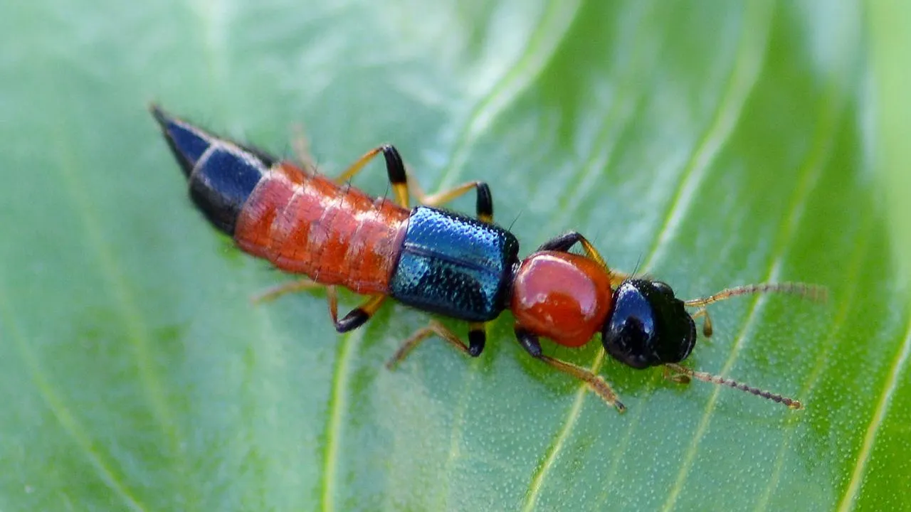 сommons.wikimedia/Alvesgaspar