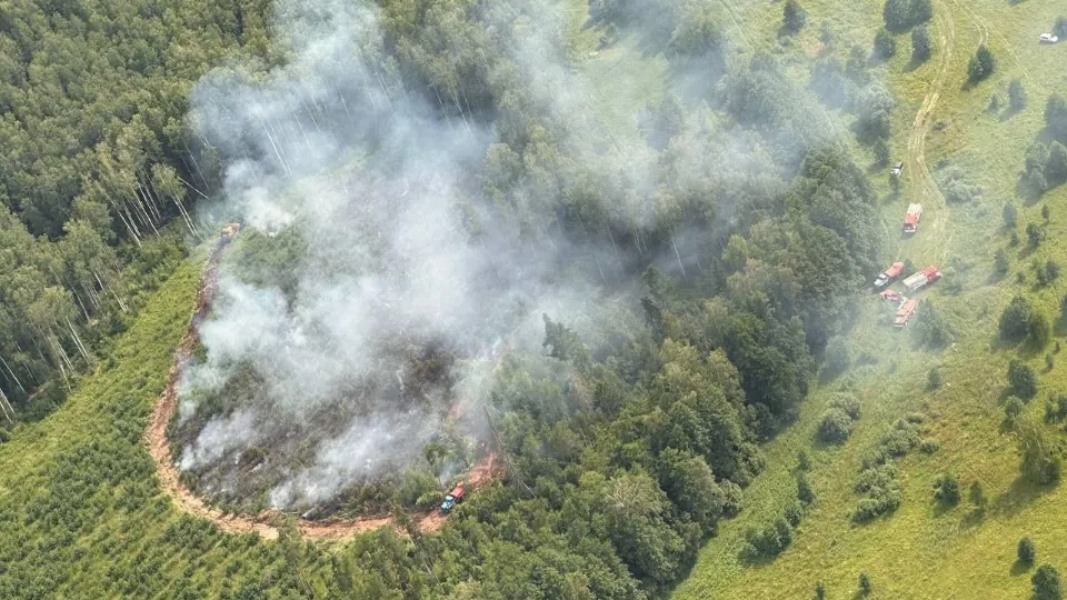 Фото: Комитет лесного хозяйства МО