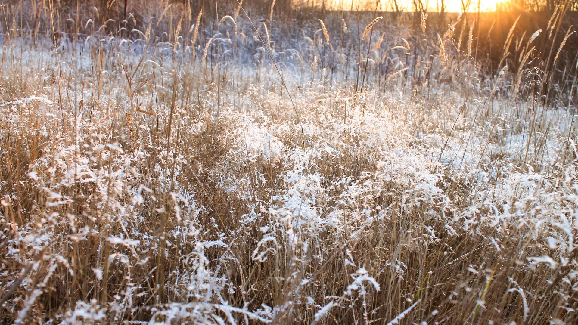 Метеоролог Ильин заявил о вероятности предзаморозковой ситуации в Подмосковье