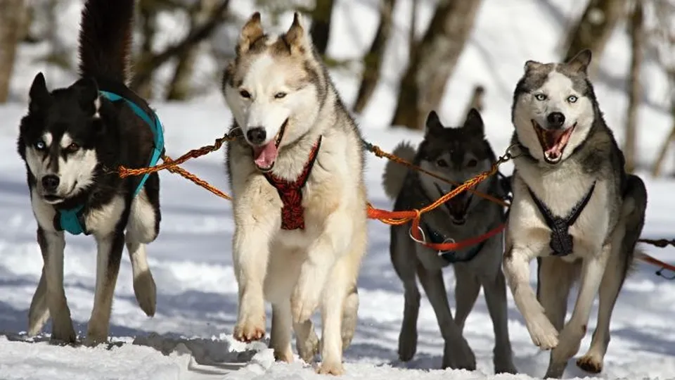 Фото: pxhere.com