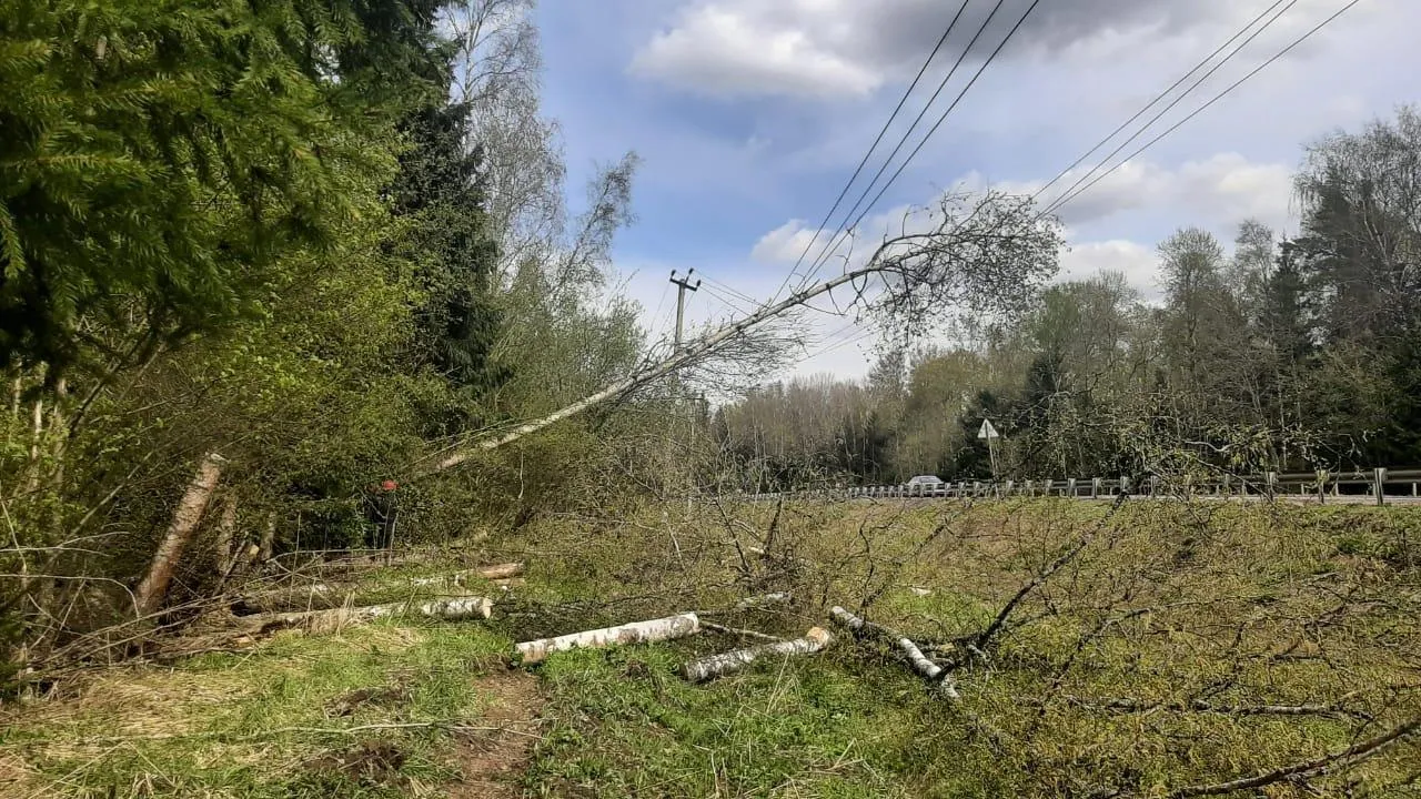 В Подмосковье в рамках работ по восстановлению электроснабжения с ЛЭП сняли 3,9 тыс. деревьев
