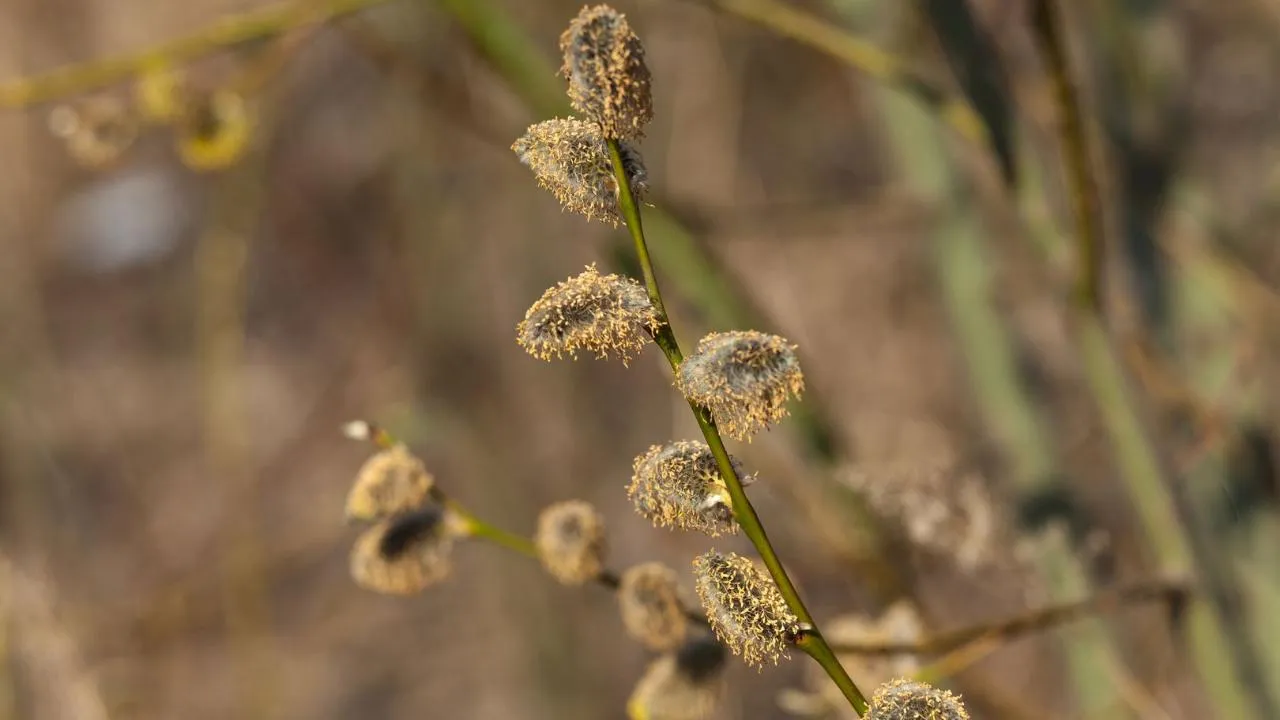 медиасток.рф