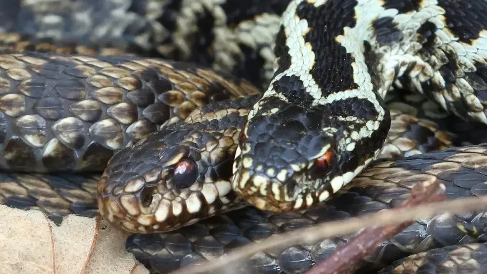 istockphoto.com/Colin Marshall Nature Photography