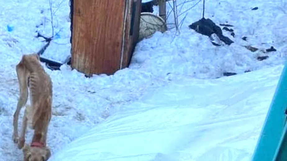 «ГБР.Зоозащита»/Вконтакте