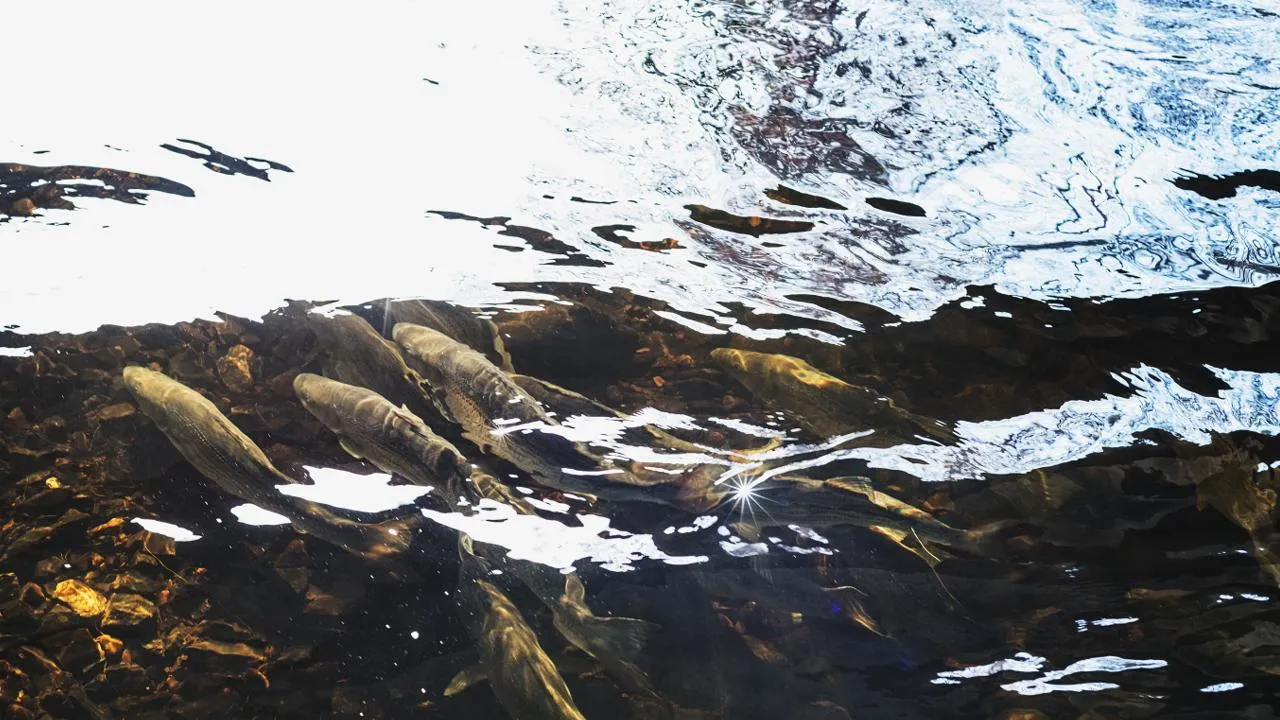 istockphoto.com/shaunl