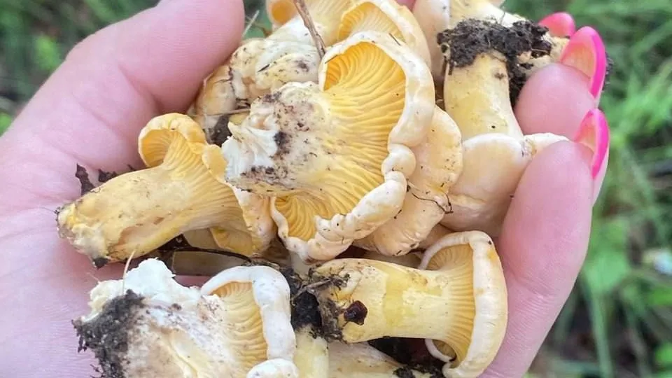 Фото: t.me/serpukhov_serpuhov