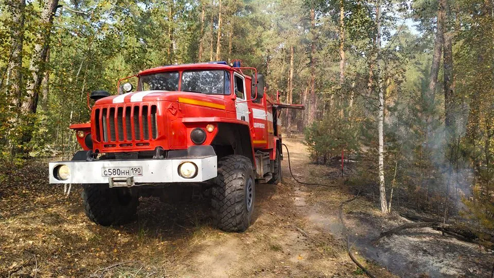 Фото: Комитет лесного хозяйства Московской области