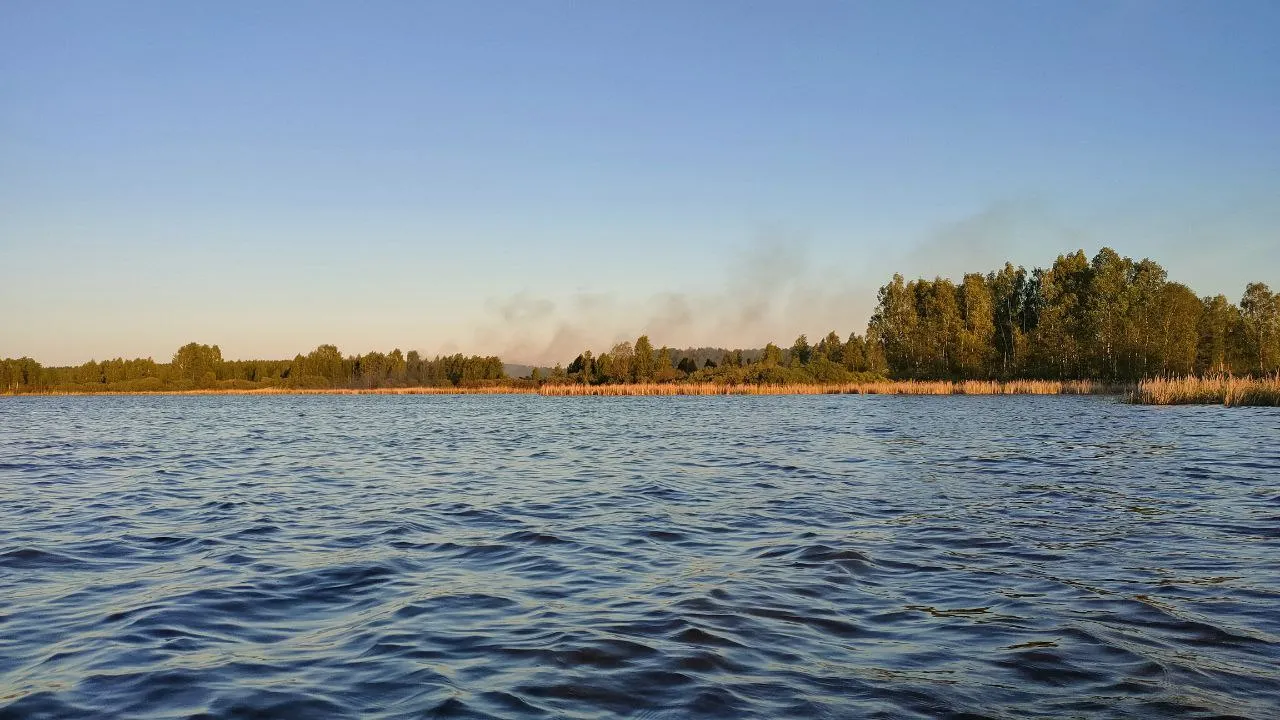 Фото: Комитет лесного хозяйства МО