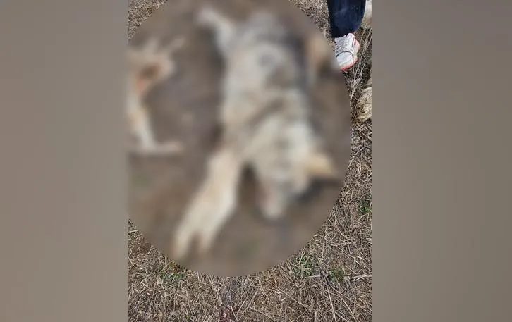 Фото опубликовали волонтеры в группе «Huskyеkb - возьми хаски из приюта» в соцсети «ВКонтакте»