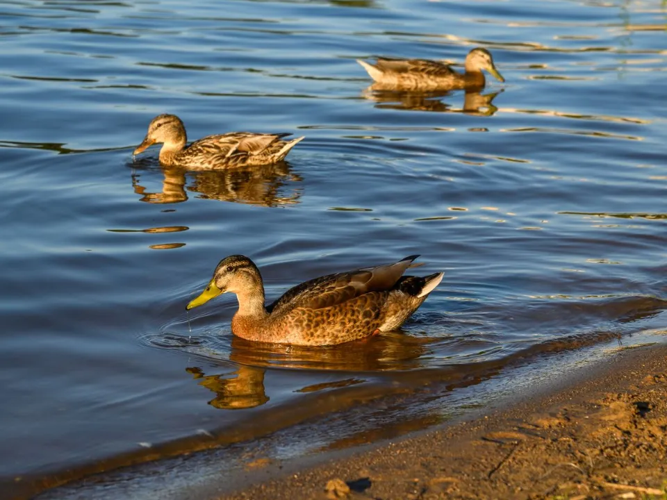 Фото: медиасток.рф