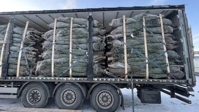 Более 137 тысяч новогодних елок оформила Московская областная таможня