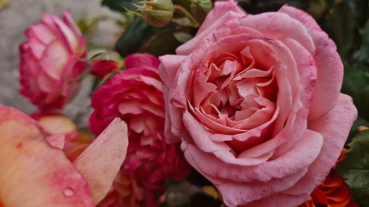 REGIONS/Наталья Надточая