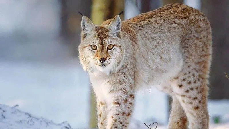 Пятьсот шестьдесят новых мест обитания выявили в Подмосковье