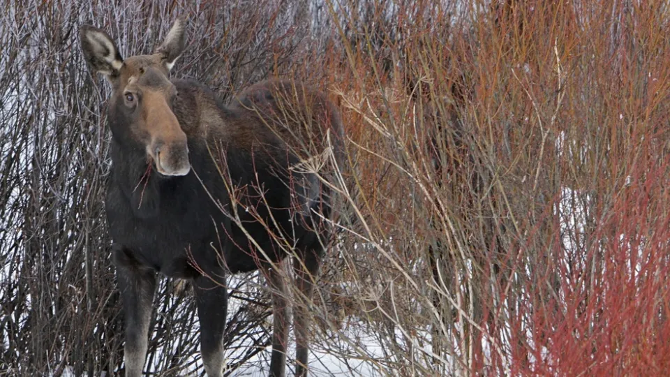 Фото: pxhere.com