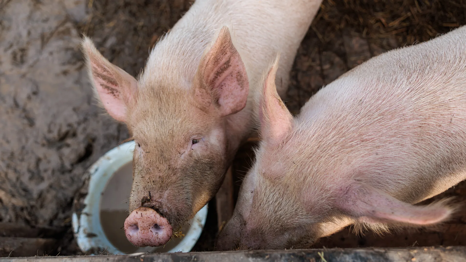 Обещания властей пустой звук: жители задыхаются от новых свиноферм под Рязанью