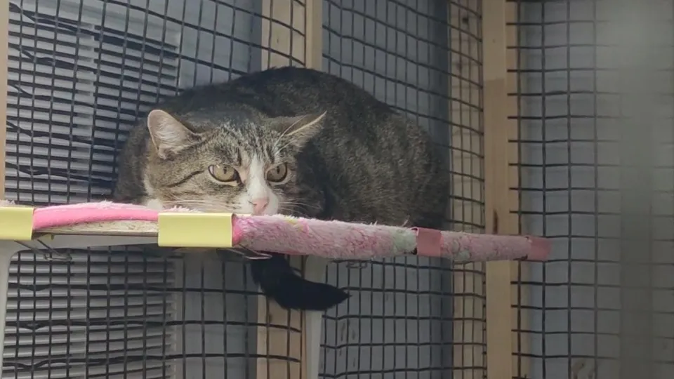 Фото: администрация г.о. Дубна